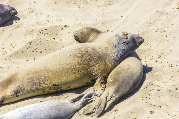 Sealions relax and sleep at the sandy beach — Stock Photo, Image