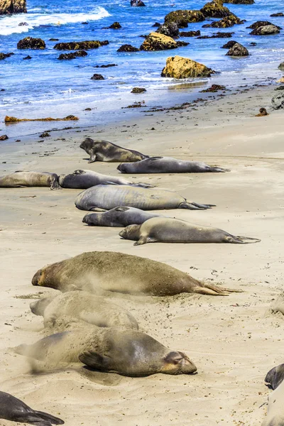 Sealion relaxes and sleeps at the sandy beach — Stock Photo, Image