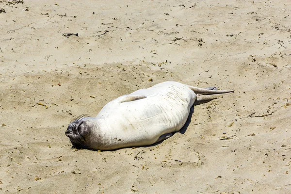 Sealion relaja y duerme en la playa de arena —  Fotos de Stock