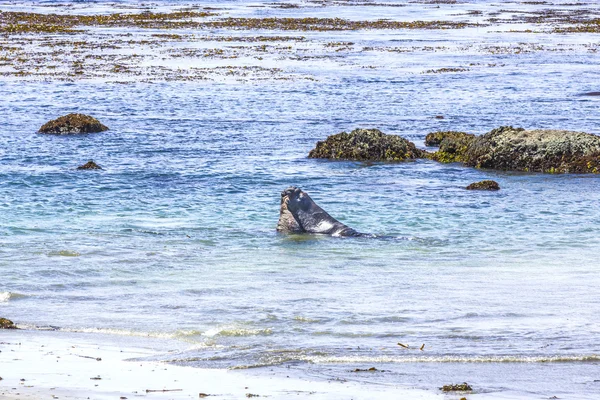 Zeeleeuwen gevechten in de Oceaan — Stockfoto