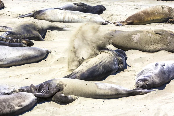 Sealions relajarse en la playa — Foto de Stock