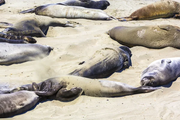 Sealions relajarse en la playa — Foto de Stock