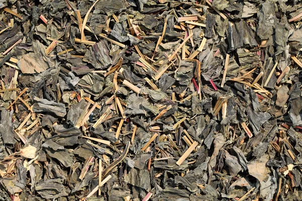 Листя чаю — стокове фото