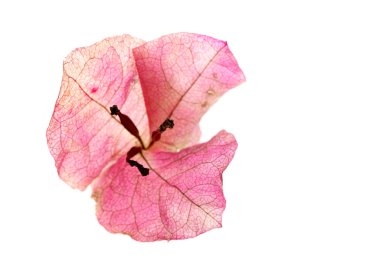 Bougainvillea çiçek