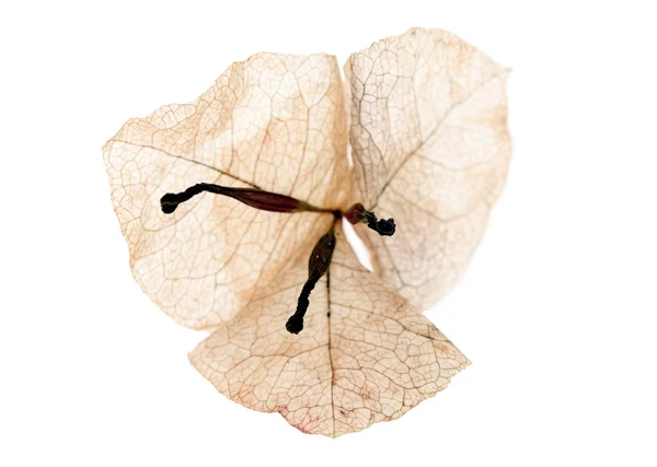 Dried bougainvillea flower — Stock Photo, Image