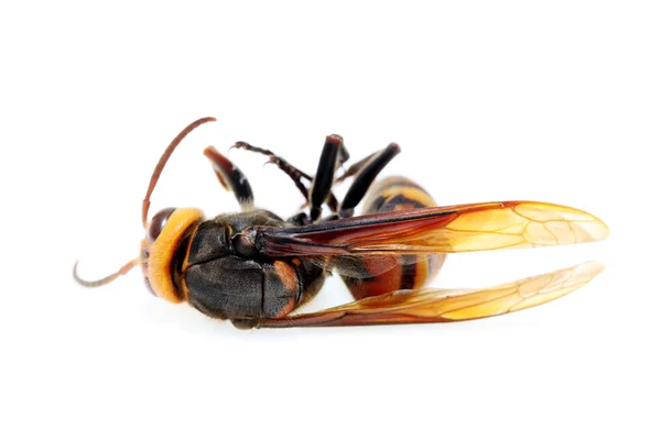 Dead hornet — Stock Photo, Image