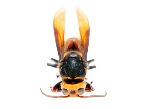 Ölü eşek arısı — Stok fotoğraf