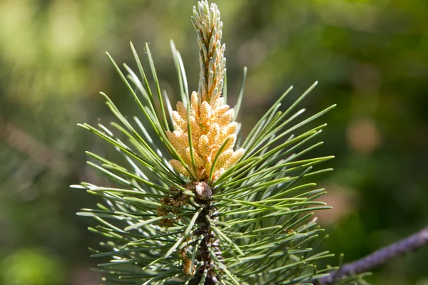 Stock image Pine branch with a young cone