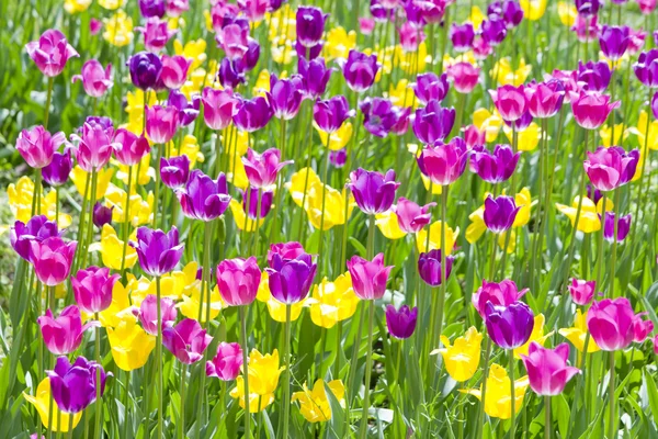 Tulipanes rojos y amarillos en el jardín —  Fotos de Stock