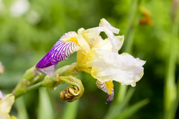 Orhid con gotas de agua en el jardín —  Fotos de Stock