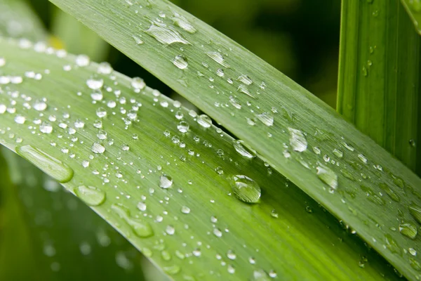 stock image Leaves with morning dew