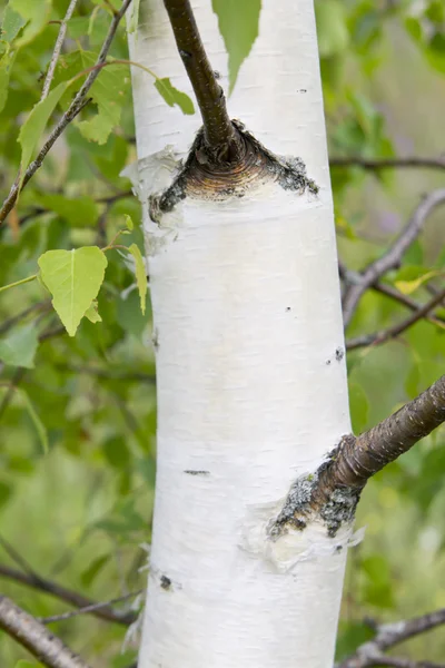 Le tronc d'un bouleau à écorce blanche — Photo