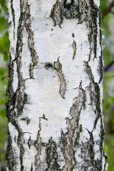 Ο κορμός από ένα ξύλο σημύδας με λευκό φλοιό — Φωτογραφία Αρχείου