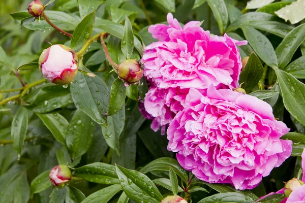 Rosa pion bush Stockbild