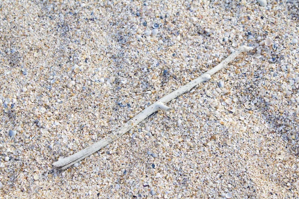 Ramo seco na praia de areia do mar — Fotografia de Stock