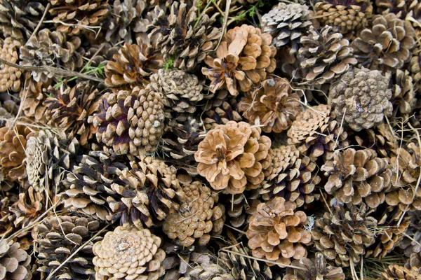 stock image Canadian pine cones background