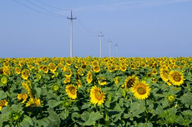 Yellow sunflower field