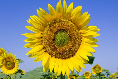 Yellow sunflower field