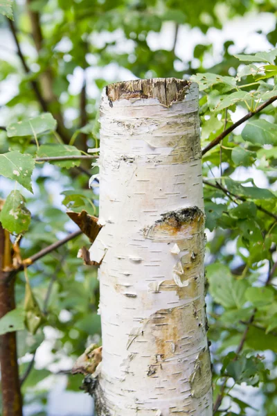 Aspen tree stump close up — Stock Photo, Image
