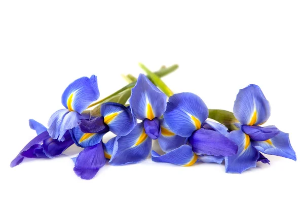Irises over White — Stock Photo, Image