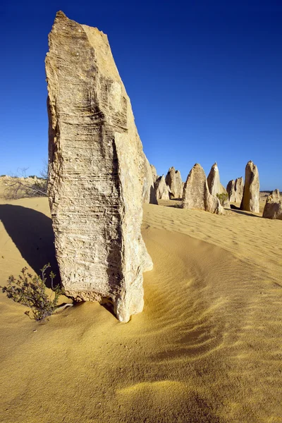 Stock image The Pinnacles Western Australia