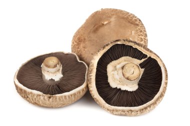 Portobello Mushrooms Isolated on White clipart