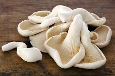 Oyster Mushrooms on Old Timber clipart