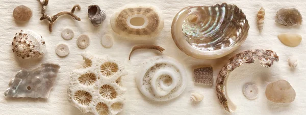 Seashell Natura morta su carta di pergamena — Foto Stock