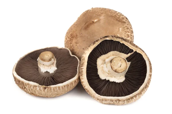 Cogumelos Portobello isolados sobre branco — Fotografia de Stock