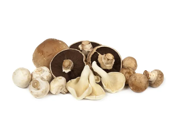 Сорта грибов над белыми — стоковое фото