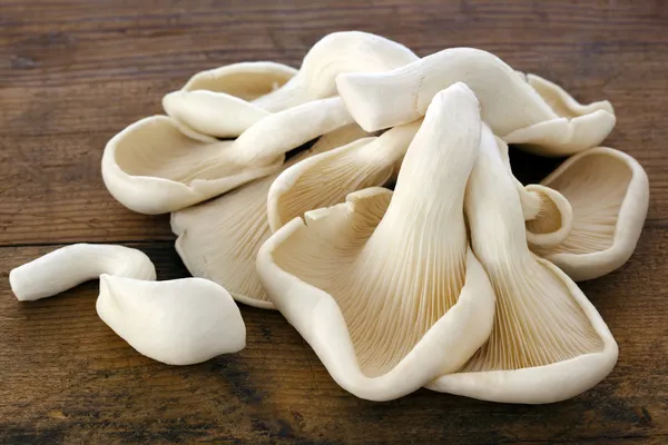 Funghi di ostrica su legno vecchio — Foto Stock