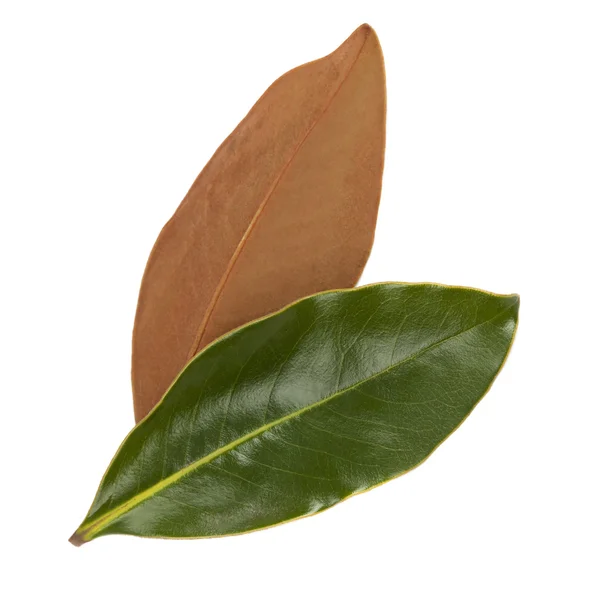 Magnolia blad — Stockfoto