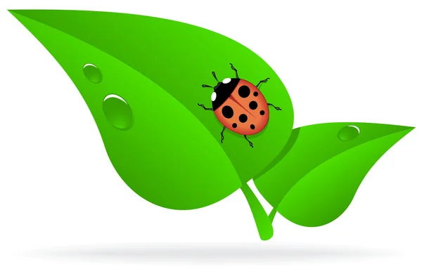 stock vector Ladybug on green leaf