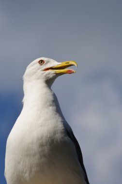 Seagull standing clipart