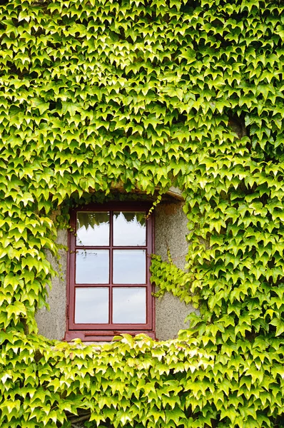 stock image Ivy covered wall and window