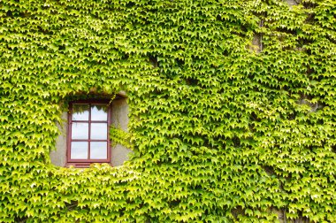 Ivy covered wall and window clipart