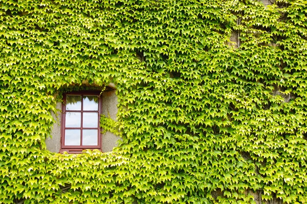 stock image Ivy covered wall and window