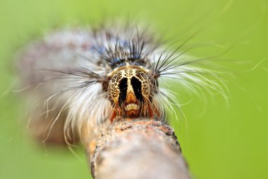 Close-up of caterpillar's head clipart