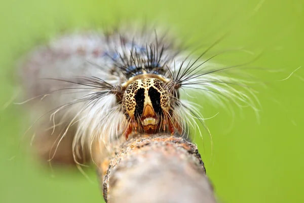 Close-up da cabeça da lagarta — Fotografia de Stock