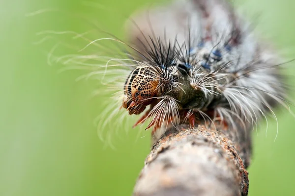 Closeup of a caterpillar's head — Stock Photo, Image