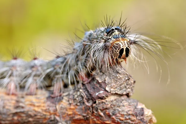 Caterpillar on a twig — Stock Photo, Image