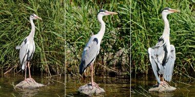 Gri balıkçıl (Ardea cinerea)