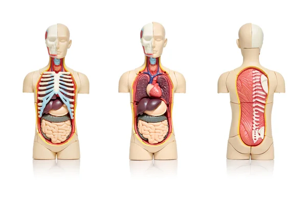 人間の器官 — ストック写真