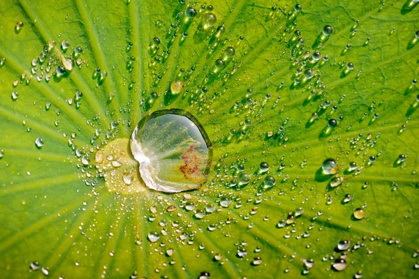 Вода падає на лист лотоса — стокове фото