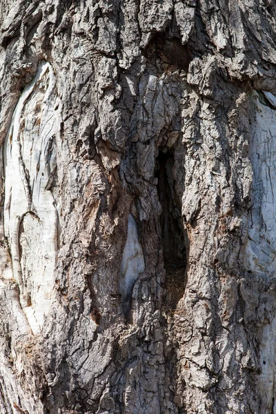 Textura da casca de madeira — Fotografia de Stock