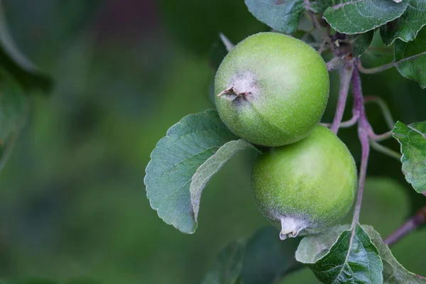 stock image Green apples in the garden