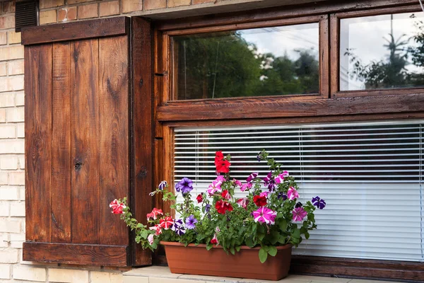 Blumentopf auf der Fensterbank — Stockfoto