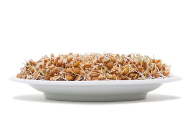 Wheat seeds with sprouts clipart