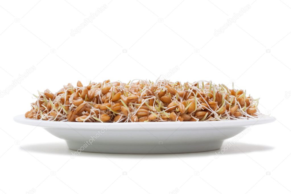 Wheat seeds with sprouts