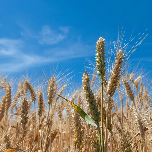 Ears wheat — Stock Photo, Image